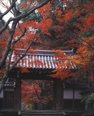 #ใบไม้เปลี่ยนสีที่เกียวโต