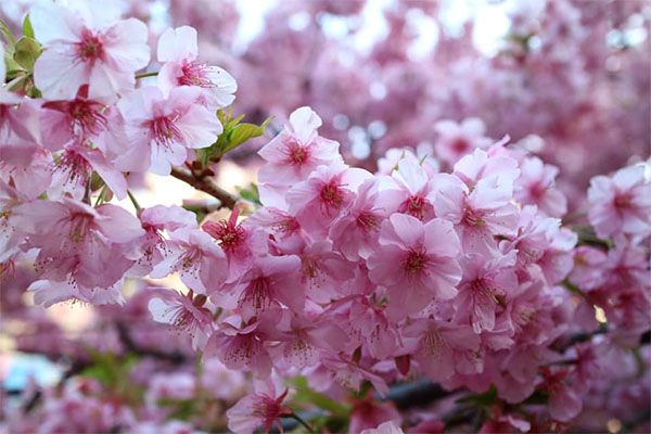 เทศกาล Sakura เดือนกุมภาพันธ์ "Miurakaigan Sakura Matsuri"