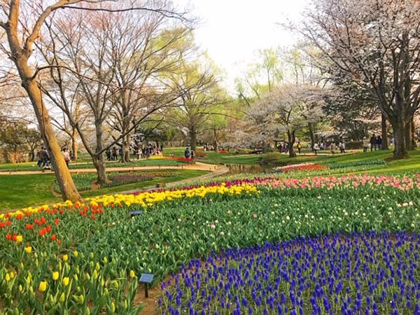 ชมดอกทิวลิปสวยที่สวน Showa Kinen Park
