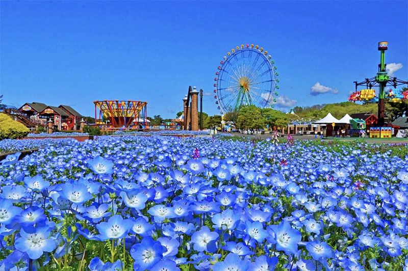 เที่ยวชมดอกไม้หลากสี ที่ Hitachi Seaside Park