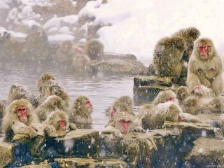 ดูลิงแช่ออนเซ็นกลางหิมะที่จิโกคุดานิ