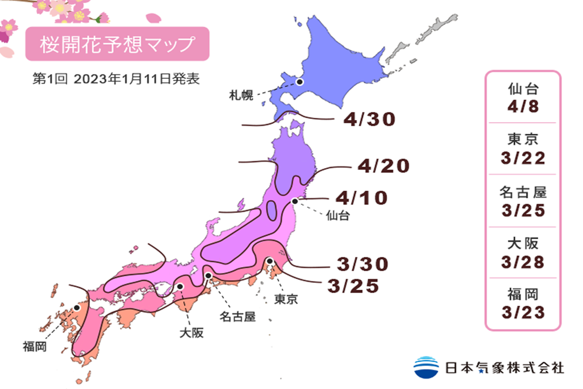 ญี่ปุ่นเริ่มประกาศพยากรณ์ซากุระบาน​ 2023 | Marumura Travel : วางแผนเที่ยว ญี่ปุ่นด้วยตัวเอง :