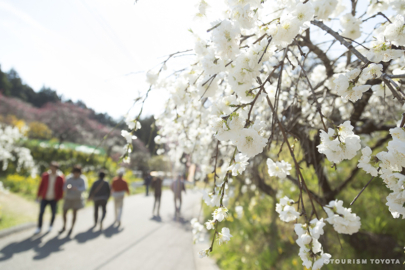 แนะนำสถานที่ท่องเที่ยวในประเทศญี่ปุ่น ช่วงวันหยุดสงกรานต์! กับ 4 จุดชมดอกไม้ขึ้นชื่อในเมืองโตโยต้า