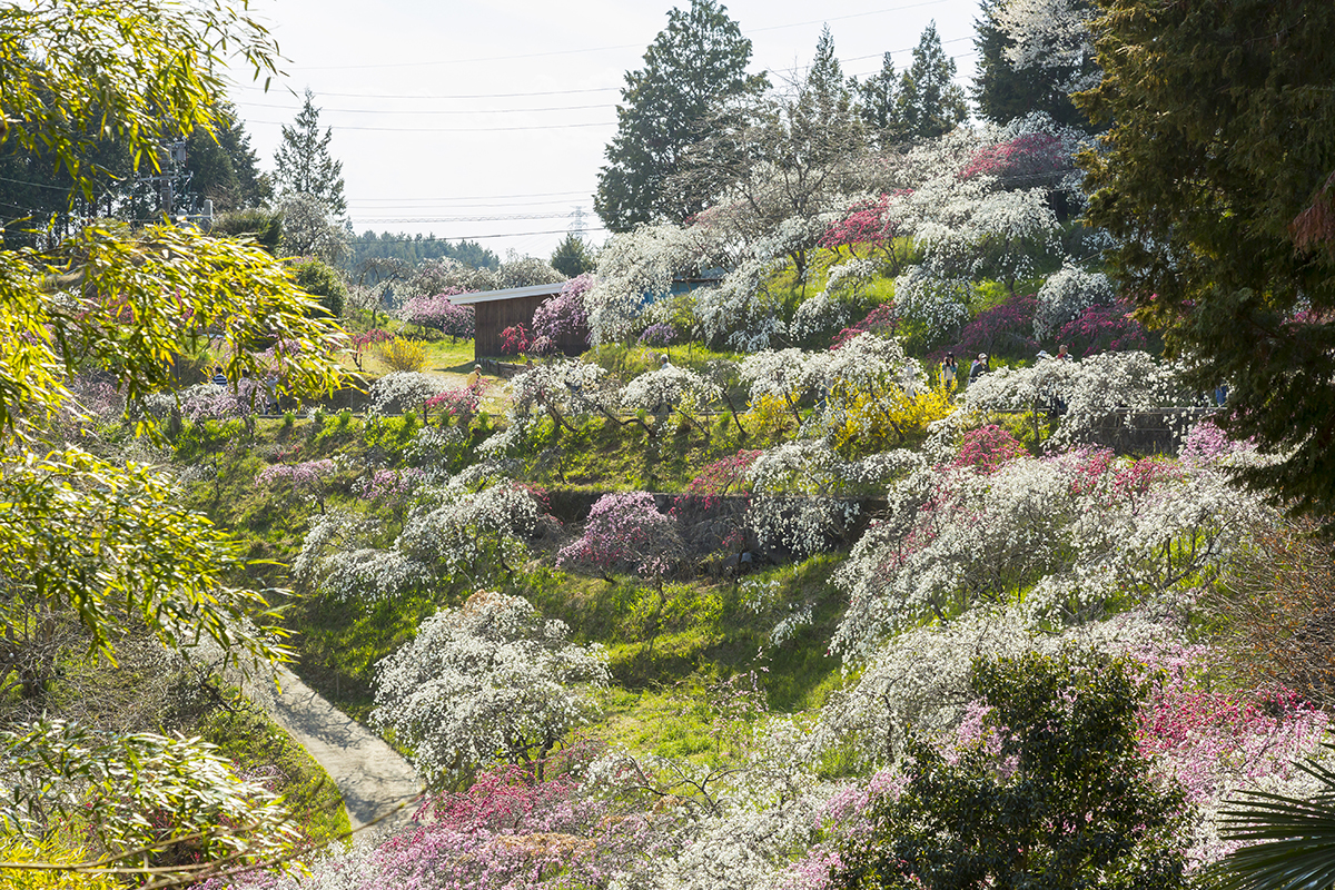 ฤดูใบไม้ผลิของญี่ปุ่น คือฤดูกาลแห่งดอกไม้ แนะนำจุดชมดอกไม้ในเมืองโตโยต้า ที่เหมาะจะไปในช่วงสงกรานต์